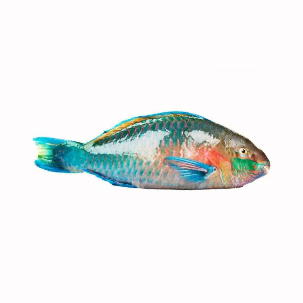 Parrot Fish - Pescado Perico Entero Por Libra