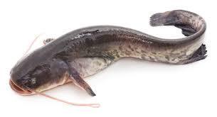 Fresh Catch: Premium Catfish Whole - 3 Pounds Average