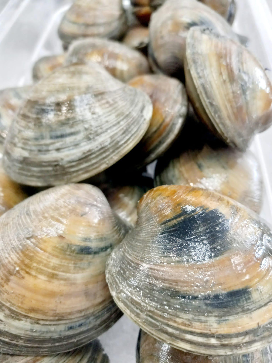 Clam Little Neck Per Pound - Almeja Little Neck Por Libra