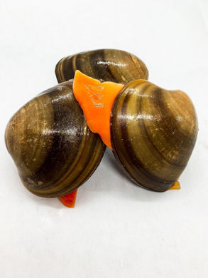 Chocolate Clam Almeja Chocolata - Baja's Seafood Candy.