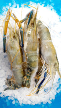 Load image into Gallery viewer, 2/4 Freshwater Shrimp - Langostino Jumbo  2 Libras