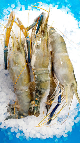 2/4 Freshwater Shrimp - Langostino Jumbo  2 Libras