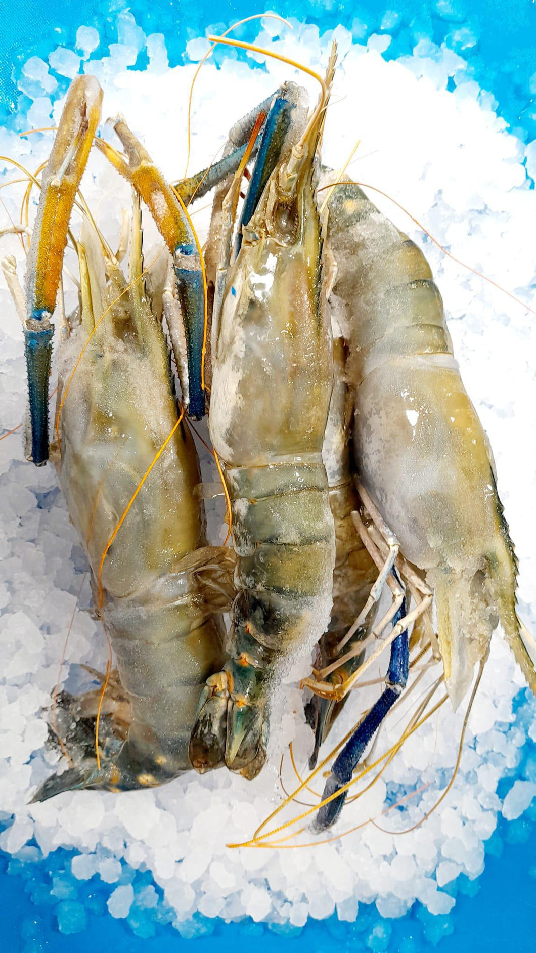 2/4 Freshwater Shrimp - Langostino Jumbo  2 Libras