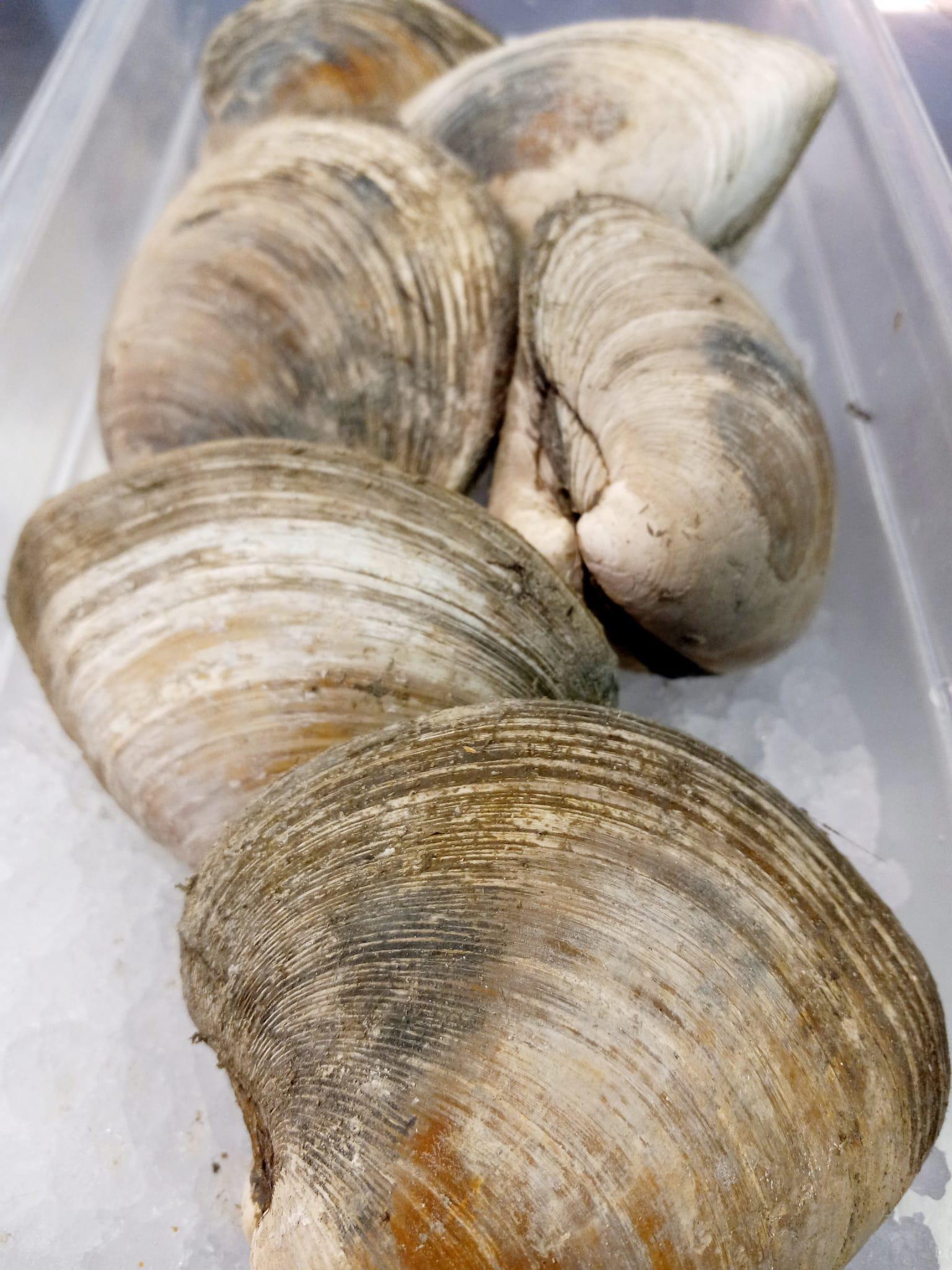 Live Cherrystone Clams Fresh from USA - Weekly Arrivals | Tres Islas ...