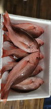 Load image into Gallery viewer, Red Snapper / Huachinango Fish