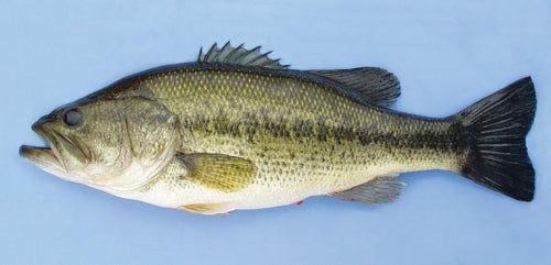 Lobina Entera / Bass Large Mouth Fish