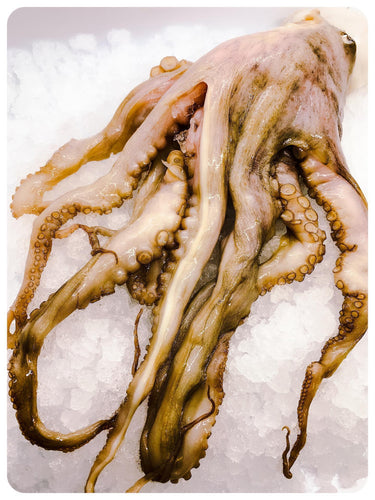 Octopus Mexican 2/4 Per Pound - Pulpo Mexicano por Libra