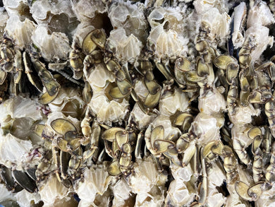 Blue Crab Whole Cleaned - Wild Caught (Price per Pound)